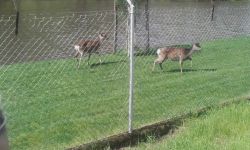 Classe Decouverte   044